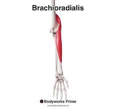 <ul><li><p>origin: lateral supracondylar ridge of humerus/lateral intramuscular septum</p></li><li><p>insertion: (proximal to) styloid process of radius</p></li></ul>