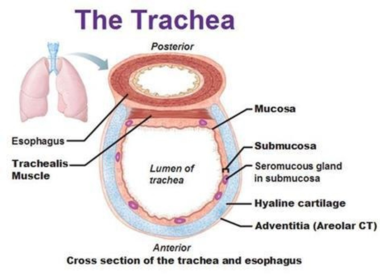 <p>The windpipe that is about 4 inches long and made up of C-shaped cartilage tissue.</p>