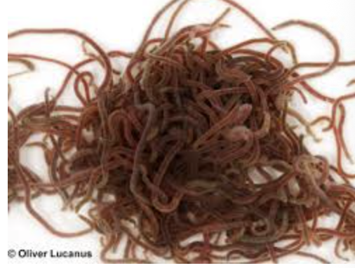 <p>importance: C4, stagnant water, low O2, very poor WQ</p><p>ecology: live on bottoms of ponds/streams, eaten by fish/insects</p><p>life: hermaphrodites, produce cocoons</p><p>feeding: detritivores, eat decaying matter and mud</p>