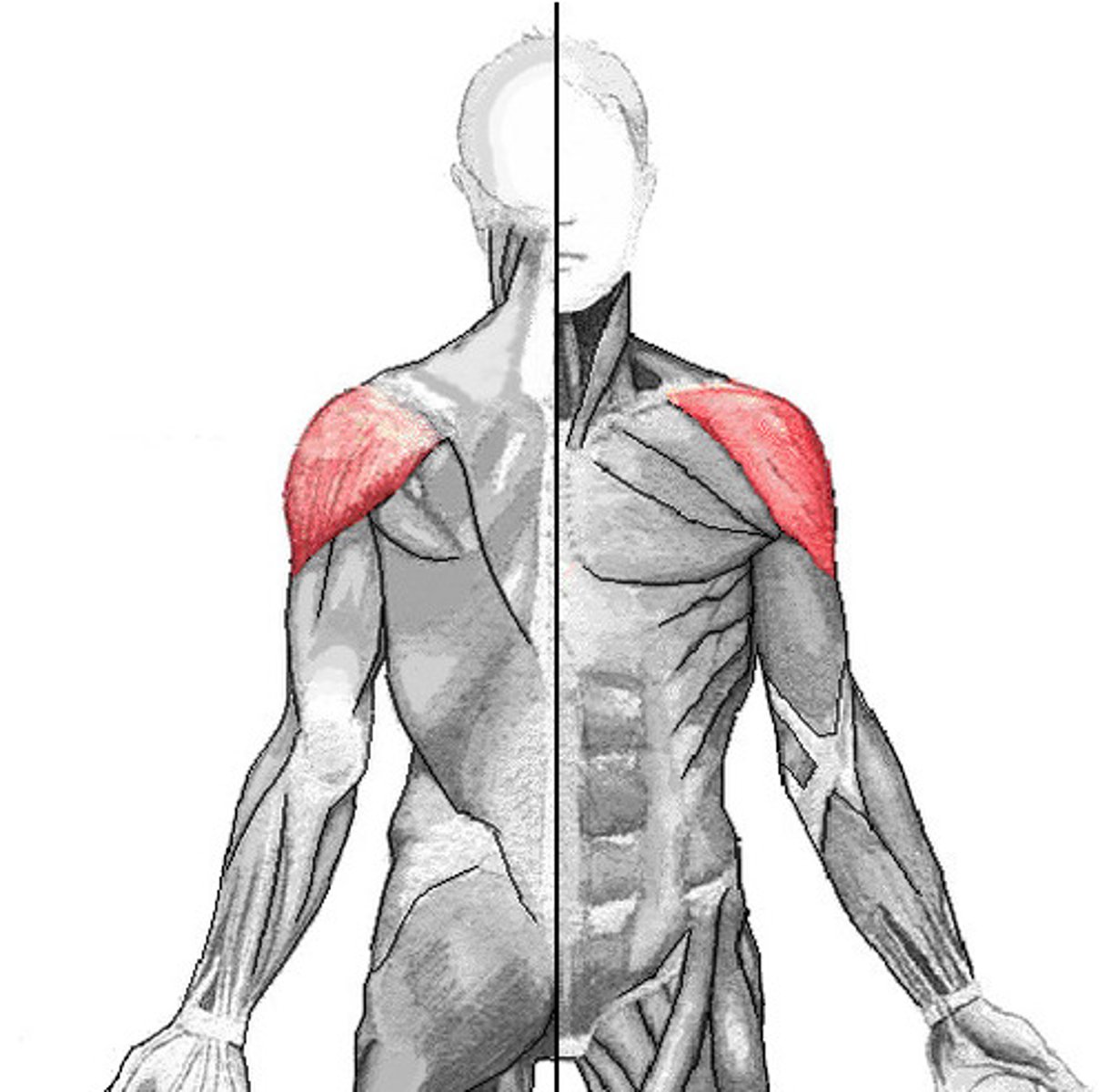 <p>Flexes, abducts, and extends the arm; medially and laterally rotates the arm.</p>