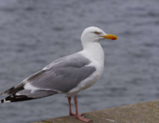 <p>Habitat: Land. Längs med kusterna men även inlandet. </p><p>Övrigt: Allätare. Kan förväxlas med fiskmås men är större. </p><p>Näbben är grövre och har en röd näbbfläck. </p><p>Övervintrar eller flyttar inom Sverige eller neråt Europa. </p>