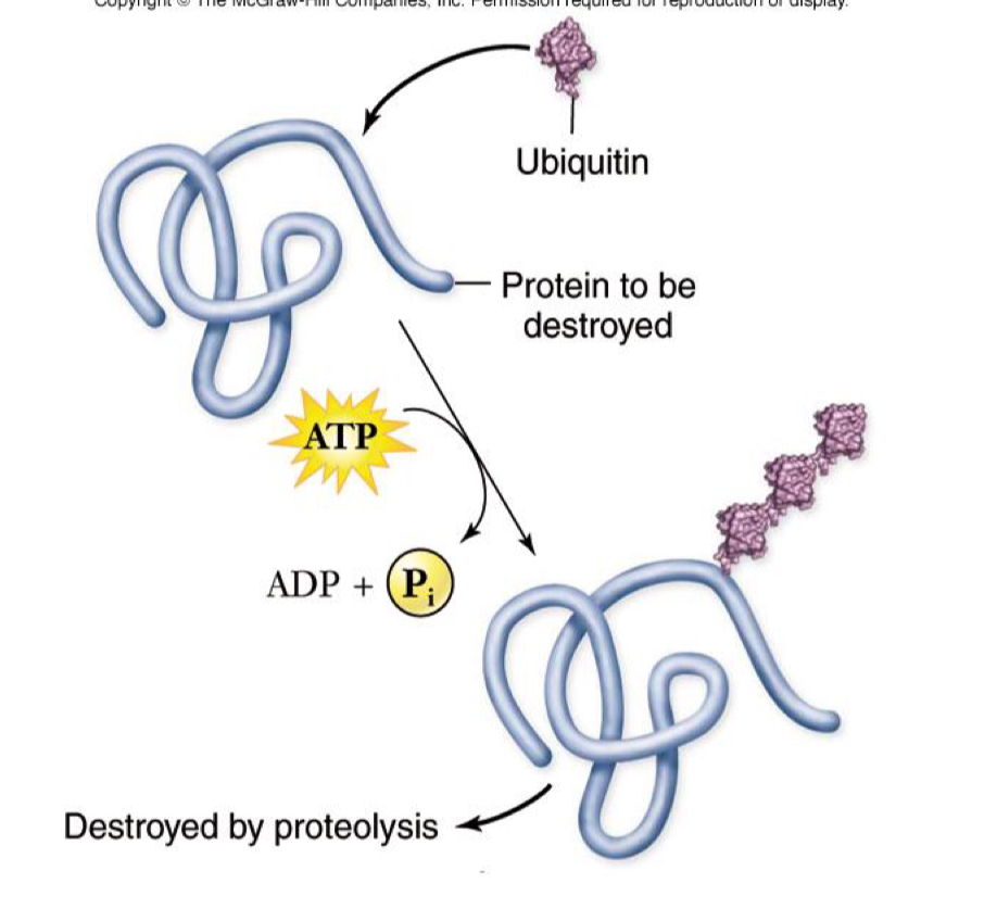 <ul><li><p>post translational regulation</p></li><li><p>Proteins produced and degraded continually in the cell</p></li><li><p>Not needed protein tagged with ubiquitin</p></li><li><p>Proteins marked are degraded at proteasome</p></li><li><p>Allows you to reuse amino acids for something the cell needs</p></li></ul><p></p>