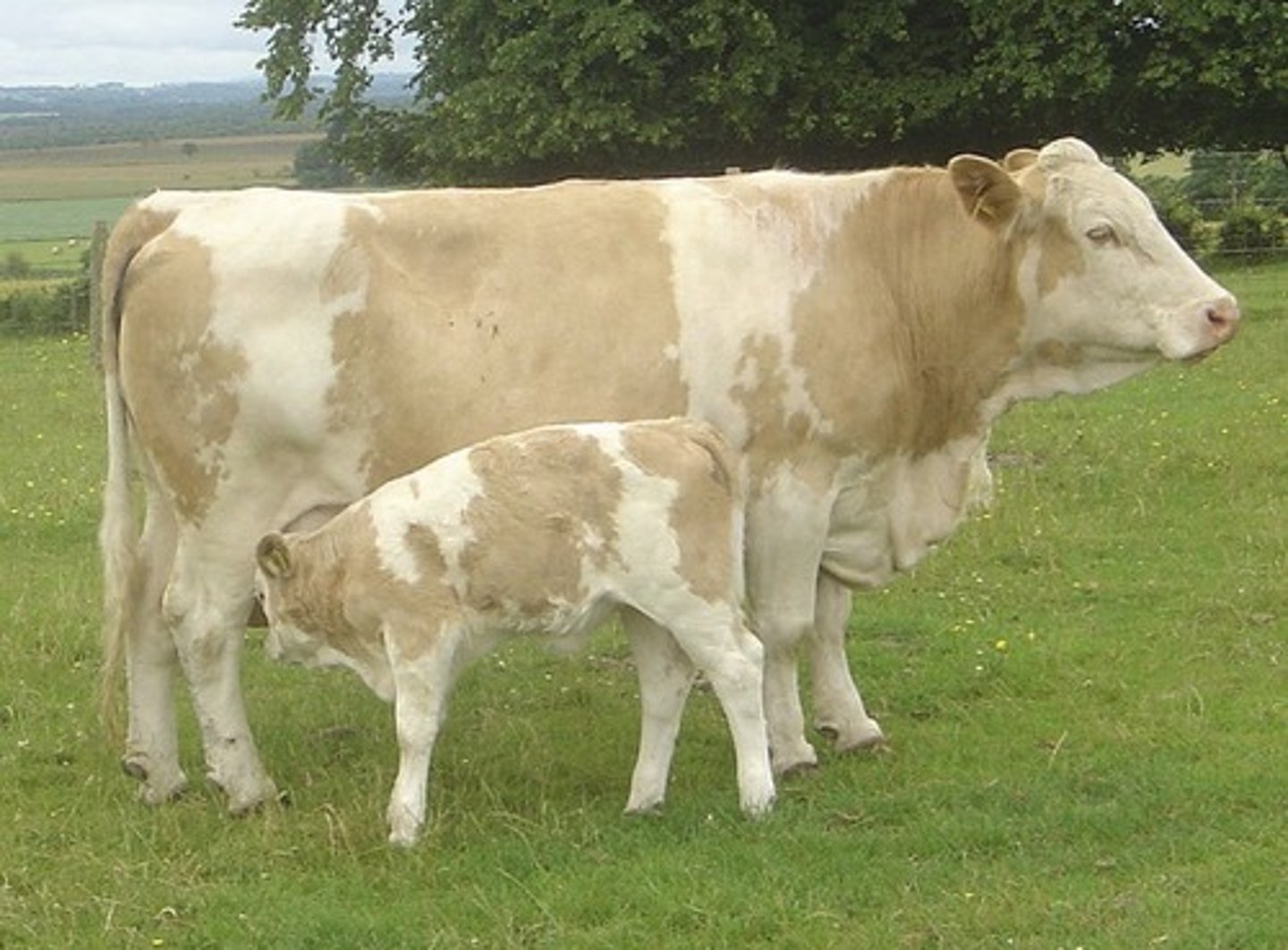 <p>Tall w/ "straight" neck</p>