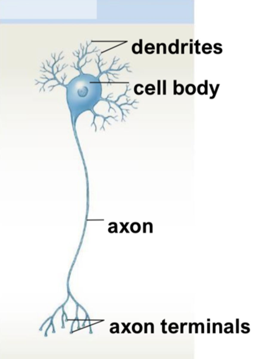 <p>most motor (efferent) neurons (which transmit impulses from CNS to the rest of the body)</p>