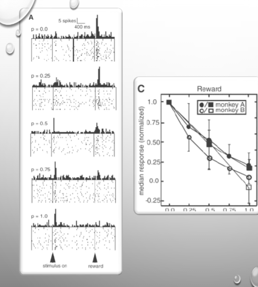 <p>with low probabilty of the reward, dope neurons respond to the reward itself, as probability increases dope neurons respond to the cue that predicts the reward with high probability. </p><p></p><p>as reward probability increased > median response decreases (its expected, not a PDE)</p>