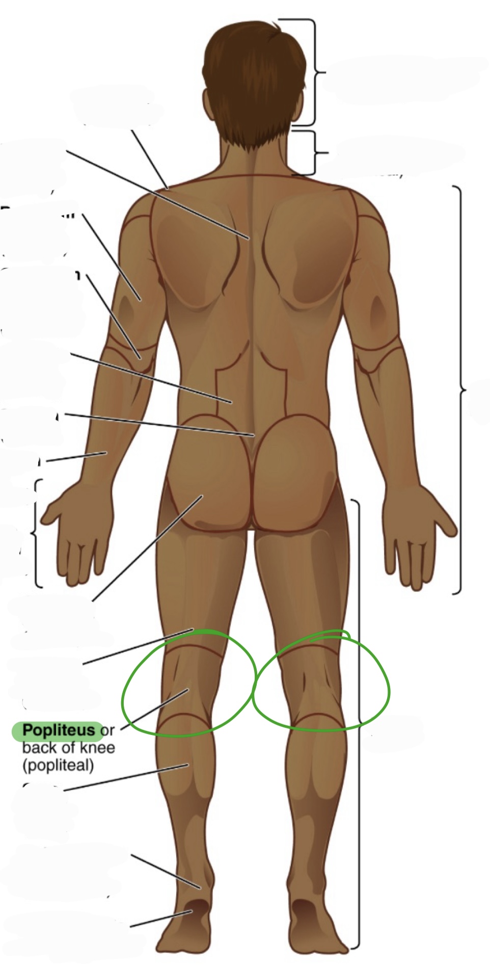 <p>back of the knee (where it bends)</p><p>(aka popliteal)</p>