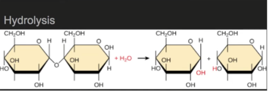 <p>use of water to disassemble a polymer</p>