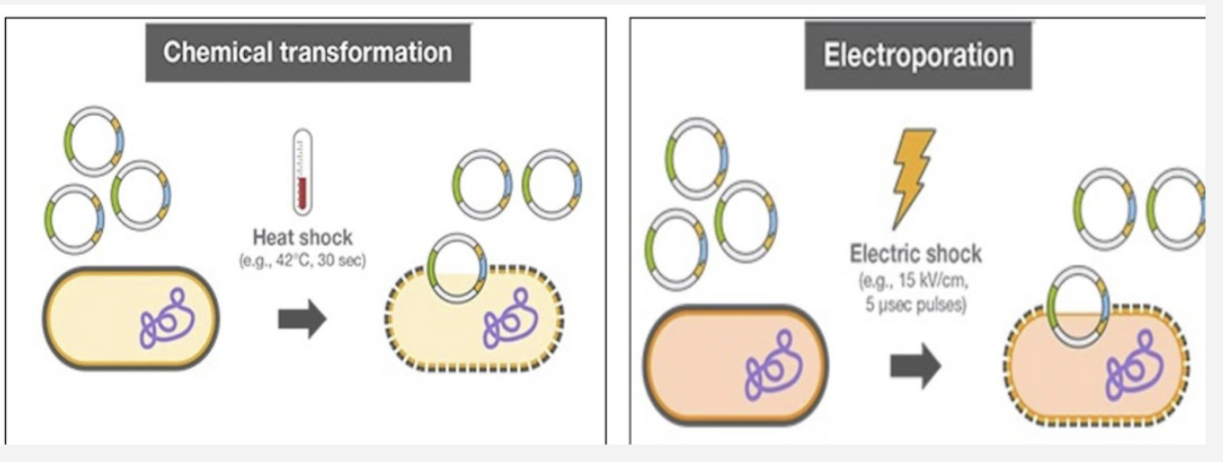 <ul><li><p>Chemical transformation using heat shock treatment and calcium chloride</p></li><li><p>Electroporation</p></li></ul><p>*Required because the cell wall is a barrier to entry</p>