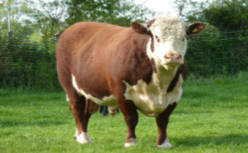 <ul><li><p><span style="color: rgb(0, 0, 0);">Originally from Herefordshire, England.</span></p></li><li><p><span style="color: rgb(0, 0, 0);">Herefords in 1700’s &amp; 1800’s were much larger than modern breed.</span></p></li><li><p><span style="color: rgb(0, 0, 0);">Hardy and thrifty breed.</span></p></li><li><p><span style="color: rgb(0, 0, 0);"> Prone to eye cancer.</span></p></li><li><p><span style="color: rgb(0, 0, 0);">Horn Status: Polled and Horned</span></p></li><li><p><span style="color: rgb(0, 0, 0);">Color: (deep cherry red to a light buckskin-orange color),white on face, withers, chest, bottom line, tail switch and feet.</span></p></li><li><p><span style="color: rgb(0, 0, 0);">Bulls: 2000 to 2600 lbs. Cows: 1300 to 1700 lbs.</span></p></li></ul><p><span style="color: transparent;"><br></span></p>