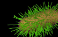<p>Pilus/pl. Pili</p>