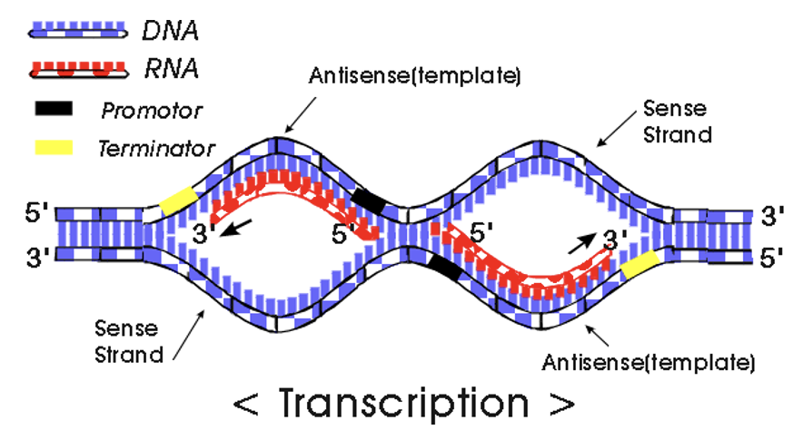 <ul><li><p><span>Transcribe DNA into RNA (slightly different language)</span></p></li></ul><ul><li><p><span>dsDNA → ssRNA </span></p></li></ul><p></p>