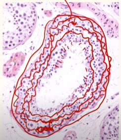 <p>The layers on the very outside are the Diploid Spermatogonia (that have not yet gone through any Meiosis)</p><p>The second layer closest to the outside is the Haploid Spermatocytes I (that have gone through Meiosis I)<br><br>The third layer closest to the outside are the Haploid Spermatocytes II (that have gone through Meiosis II)<br><br>Lastly, the layer closest to the inside are the Spermatids, which are about to leave the Seminiferous tubule, and go on to leave the Seminiferous Tubule entirely to be Sperm stored in the Epididymus;<br><br>So the further away you are from the centre of the seminiferous tubule, the less mitosis you have gone through.</p>
