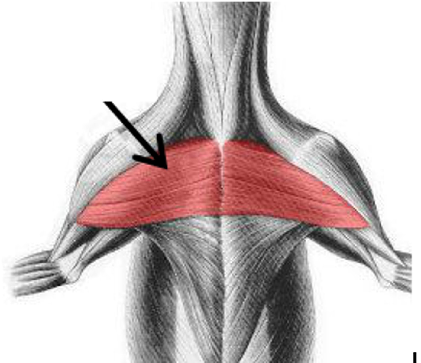 <p>Origin: cranial sternum</p><p>Insertion: crest of the greater tubercle and cranial border of the humerus (and to medial brachial fascia in cats)</p><p>Action: adduct the thoracic limb</p>