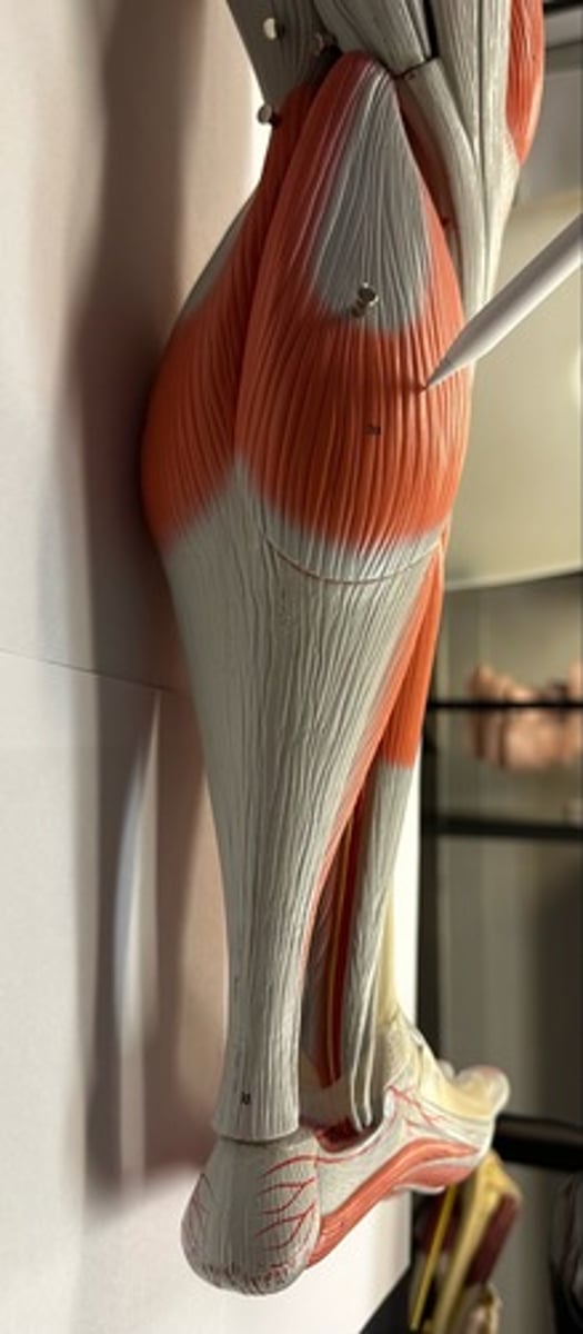 <p>What are the (2) attachments of the Gastrocnemius?</p>