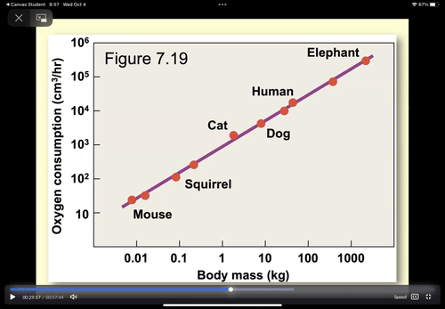 <p>measured by the rate of oxygen consumption</p><p>- rate of respiration = body mass - grams body mass^75</p><p>- exponent varies across taxonomic groups</p><p>(range is 0.6-0.9)</p><p>(if exponent is 1 , a doubling in body mass would equate to a doubling in metabolic rate)</p>