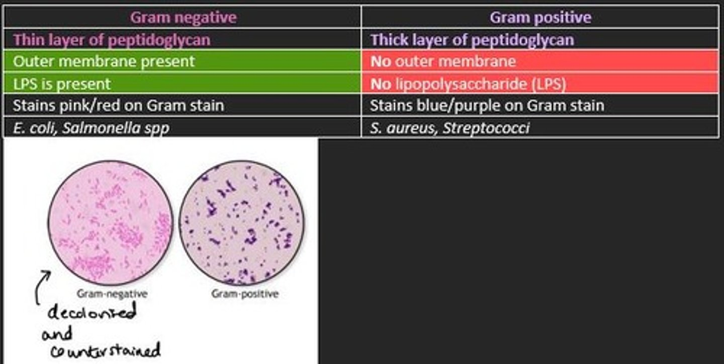 <p>Some structural differences between Gram negative and Gram positive bacteria</p>