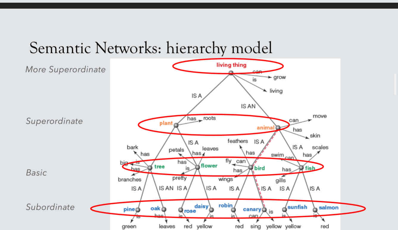 <p>Node: category or concept</p><p>Link: related concepts are connected</p><p>Hierarchy model: lower &gt; higher levels</p>