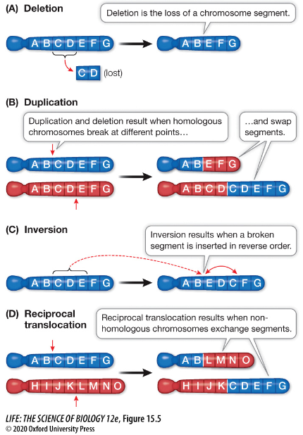 <ol><li><p>Deletion</p></li><li><p>Duplication</p></li><li><p>Inversion</p></li><li><p>Reciprocal Translocation</p></li></ol>