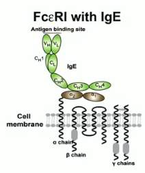 <p>tetrameric receptor complex that binds Fc portion of epsilon heavy chain of IgE</p>