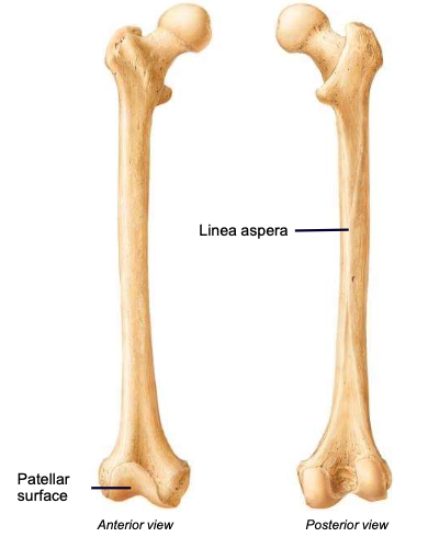 <p>the ridge along the posterior diaphysis of the femur; used for muscle attachment</p>
