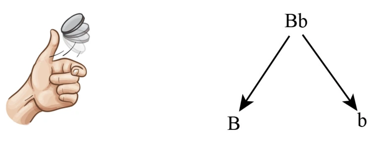 <p>50%</p><p>Tossing heads</p>