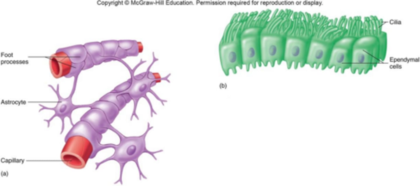 <p>They are star-shaped neuroglia that form the blood-brain barrier.</p>