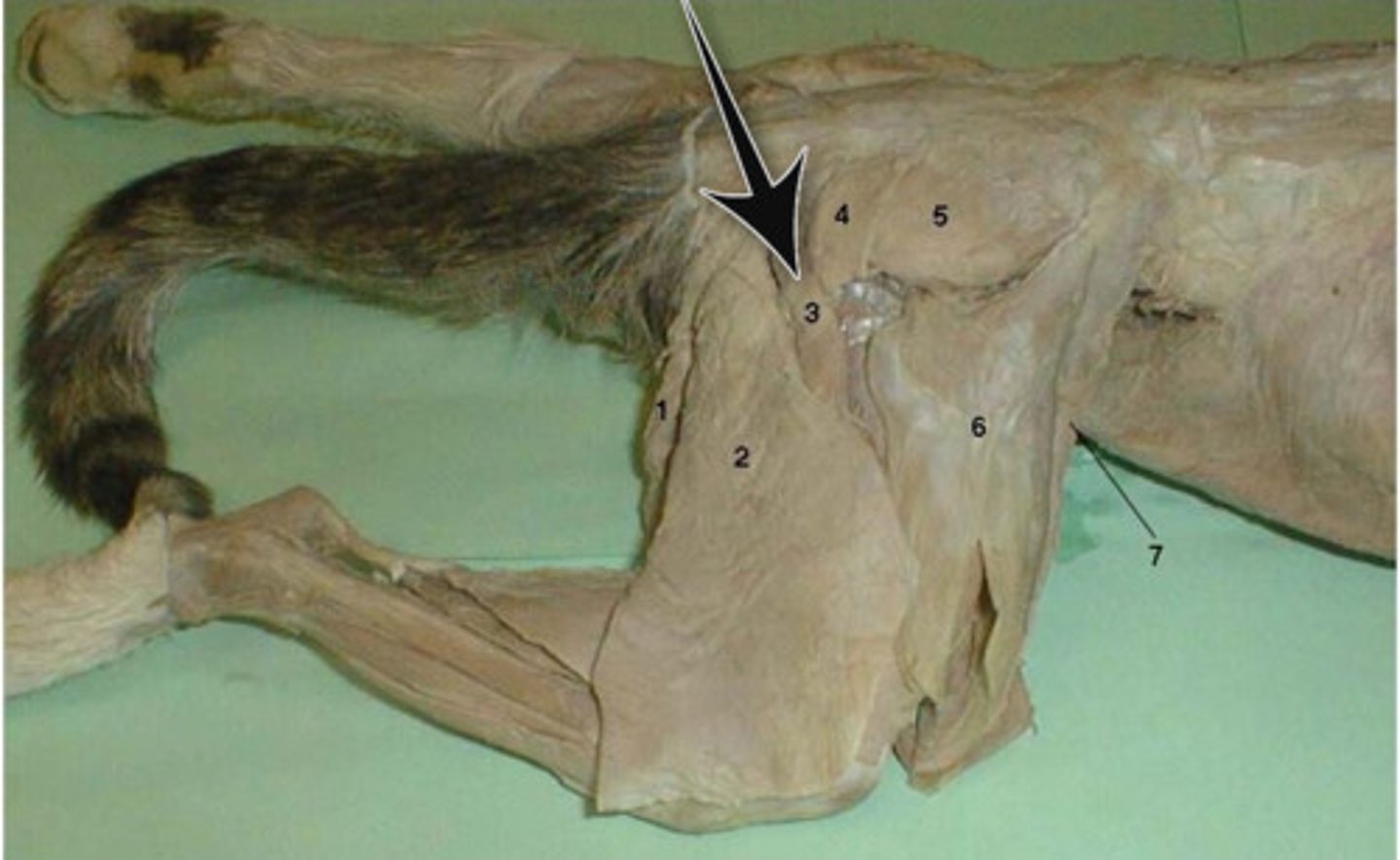 <p>Identify what the arrow is pointing to</p>