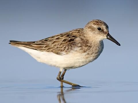 <p>Semipalmated Sandpiper</p>