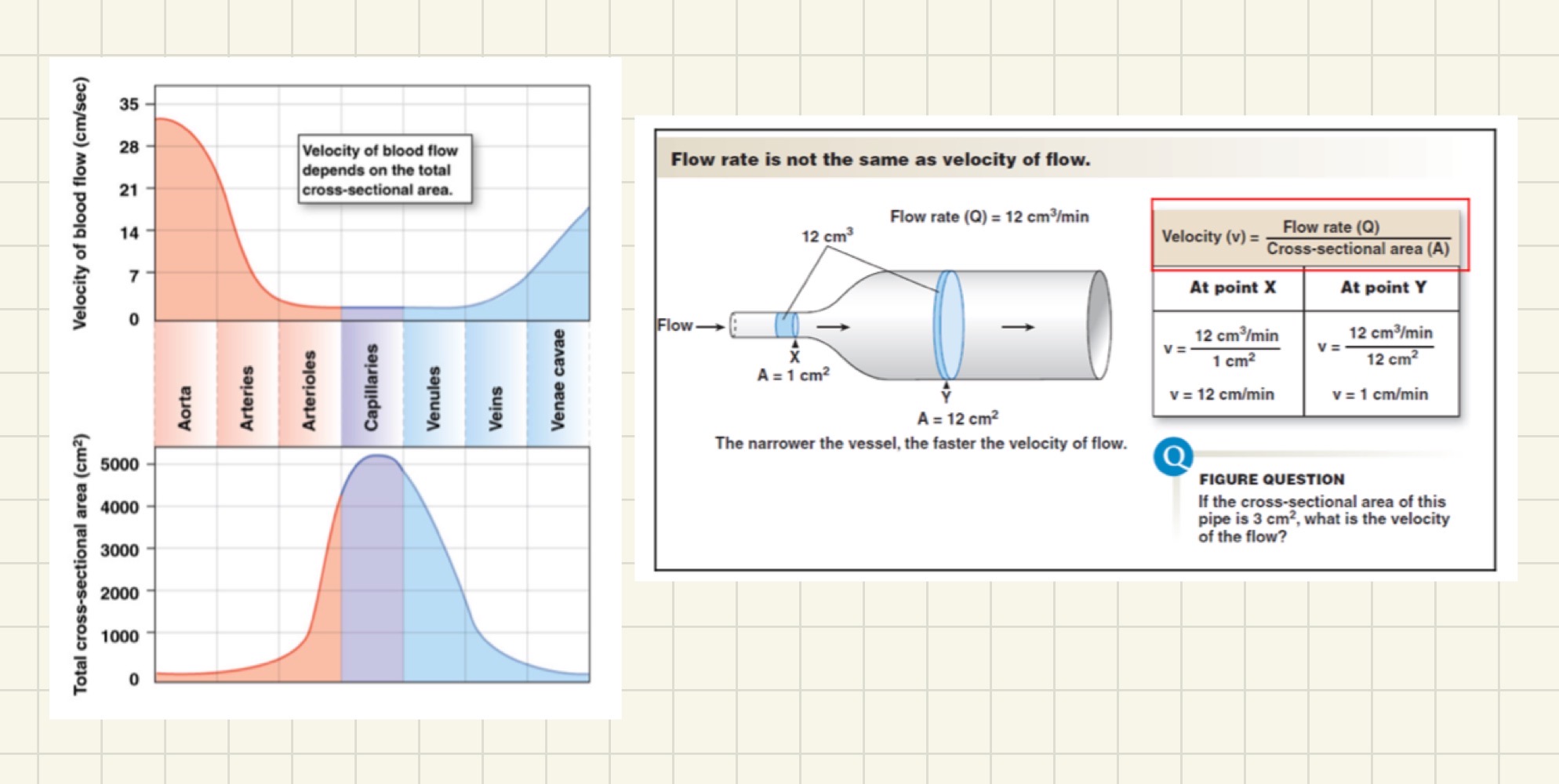 <ul><li><p>blood flows if there is pressure gradient, from high → low pressure</p></li><li><p>flow is opposed by resistance&nbsp;</p></li><li><p>flow rate &amp; velocity are different beings; flow rate (or simply flow) is the volume of blood passing a point in the circulation per unit time (i.e. ml/min) whereas velocity is the distance the blood travels per unit time (i.e. cm/min)</p></li><li><p>the larger the cross-sectional diameter of the vessel, the slower the velocity of flow</p></li><li><p>flow rate = volume of blood passing a point in a given amount of time&nbsp;</p></li><li><p>flow = volume per time</p></li></ul><p></p>