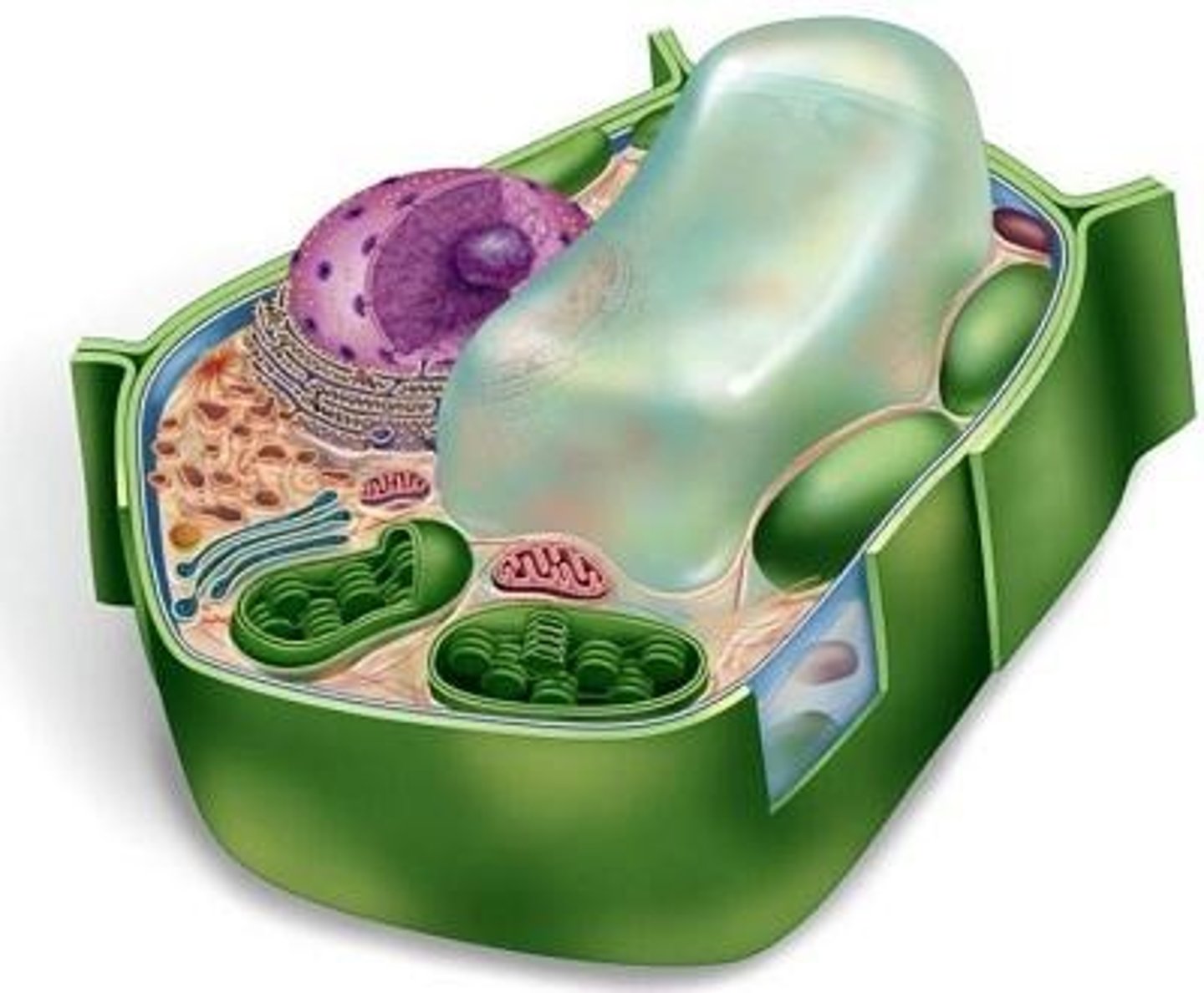<p>tough outer layer that surrounds plant cells</p>