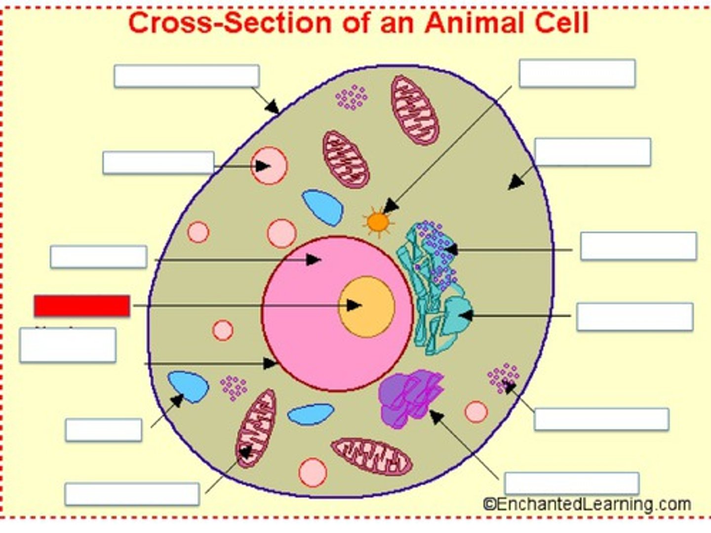 <p>The part of the nucleus that makes the parts needed to build ribosomes</p>