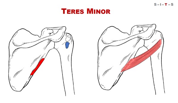 <p>Nerve: Teres Minor</p>