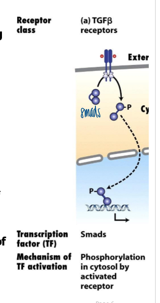 <p>receptor: TBFB-family receptors </p><ul><li><p>transforming growth factor-B (TGFB) family members (includes TGFB and BMP ligands/ receptors) regulate embryonic development and differentiation by inhibiting cell proliferation and stimulating differentiation </p></li></ul><p>transducing signaling proteins: Smads </p><ul><li><p>ligands for TGFB/BMP receptors are secreted dimeric proteins </p></li></ul><p></p>