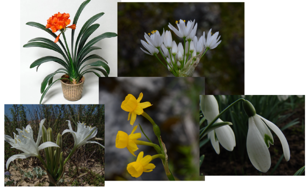 <ul><li><p>geofyt</p></li><li><p>bladeren parallelnervig in 2 lijnen tegenover elkaar</p></li><li><p>bloemen tros met (1-)2 schutbladen</p></li><li><p>bloemen tweeslachtig</p></li><li><p>bloemen straalsgewijs symmetrisch</p></li><li><p>3-tallig</p></li><li><p>look-/ uigeur</p></li><li><p>in knop omsloten door 1/2 schutbladen</p></li></ul>
