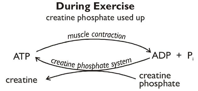 <p>What does<strong> phosphocreating</strong>&nbsp;allow for?</p>