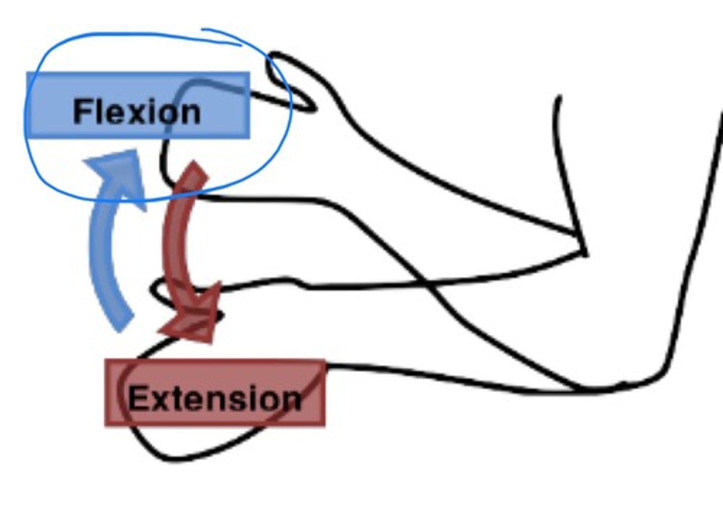 Terminology for the Licensed Chiropractic Assistant Module 3