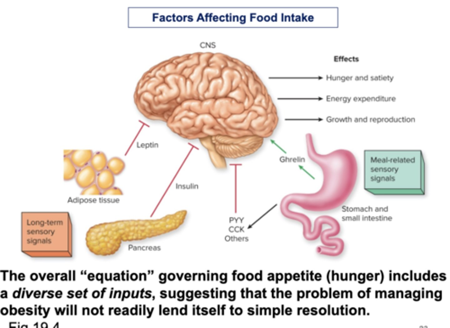 <p>☆ The overall "equation" governing food appetite (hunger) includes a diverse set of inputs, suggesting that the problem of managing obesity will not readily lend itself to simple resolution</p>