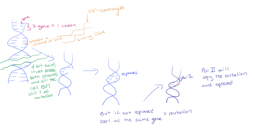 <p>It hits DNA, breaking a strand of it. Normally, the strand is replaced by the exact same gene but sometimes it doesn’t and is considered a mutation. This mutation will then be copied by Pol II (<span><span>Polymerase II) and spread.</span></span></p><ul><li><p>If hit hard enough, the wavelength can break both strands of DNA and kill the cell, but there is still a chance of mutation</p><ul><li><p>This is sometimes used as treatment, to kill the cell, even with the chance of mutation</p></li></ul></li></ul><p></p>