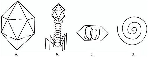 the morphological types of viruses illustrated in the figure are ultimately determined by the…