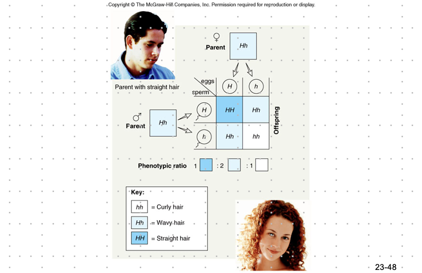 <p>-heterozygous individuals have a phenotype intermediate to the 2 homozygous individuals.</p><ul><li><p>ex. curly hair woman and straight hair man produce wavy hair kids</p><ul><li><p>snapdragons are either R/red or r/white, so a Rr flower is pink</p></li></ul></li></ul>