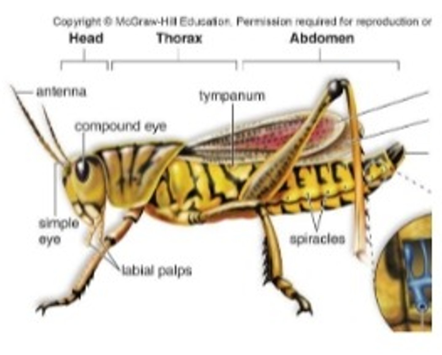 <p>- body is divided into 3 regions:</p><p>head - sensory antennae, compound or simple eyes / mouthparts adapted to each insect's way of life</p><p>abdomen - contains most internal organs</p><p>thorax - 3 pairs of legs and wings, if present / wings provide certain advantages</p><p>examples of advantages: escape from predators, mating, and finding food</p>