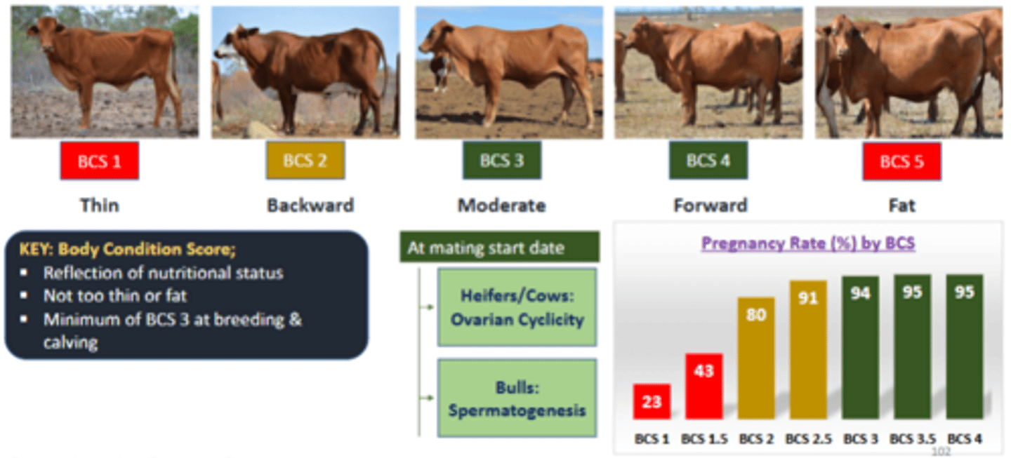 <p>i.e. optimum BCS = 5/8 (dairy) and 3/5 (beef)</p>