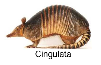 <p>armadillos<br><span>Uñas delanteras alargadas para excavar</span></p><p><span>Incisivos y caninos ausentes</span><br>cubiertos de escudos articulados<br>6/9 - 6/9</p>
