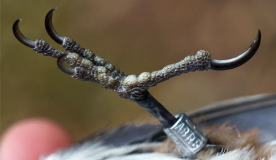 <p><span><span>Most common arrangement; digit 1 (hallux) is in back and digits 2-4 are in front</span></span></p>