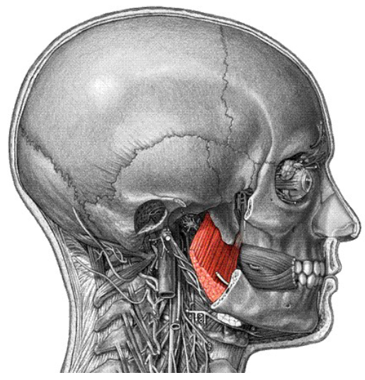 <p>Origin: Pterygoid plate of sphenoid bone Insertion: Medial surface of mandible near the angle Action: Acts with the lateral pterygoid muscle to protract (pull anteriorly) the mandible and promote side-to-side grinding movement</p>