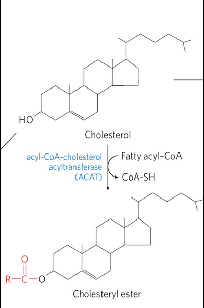 <ul><li><p><span style="background-color: transparent;">Cholestereyl esters = cholesterol molecule with a fatty acid from coenzyme A attached to its hydroxyl group</span></p><ul><li><p><span style="background-color: transparent;">Formed in the liver by acyl-CoA-cholesterol acyltransferase (ACAT)</span></p></li><li><p><span style="background-color: transparent;">Cannot function appropriately in membranes due to high hydrophobicity</span></p></li><li><p><span style="background-color: transparent;">Transported to other tissues or stored in the liver in lipid droplets</span></p></li></ul></li></ul><p></p>