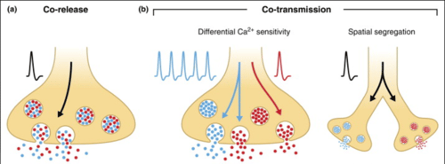 <p>B) The release of multiple neurotransmitters from a single vesicle</p>