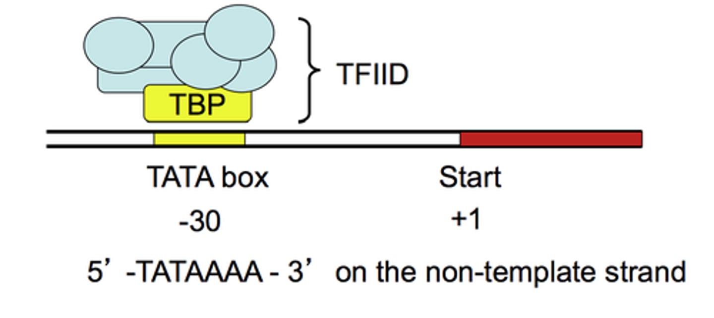 <p>recognize the core promoter and initiate assembly of the transcription pre-initiation complex (PIC)</p>