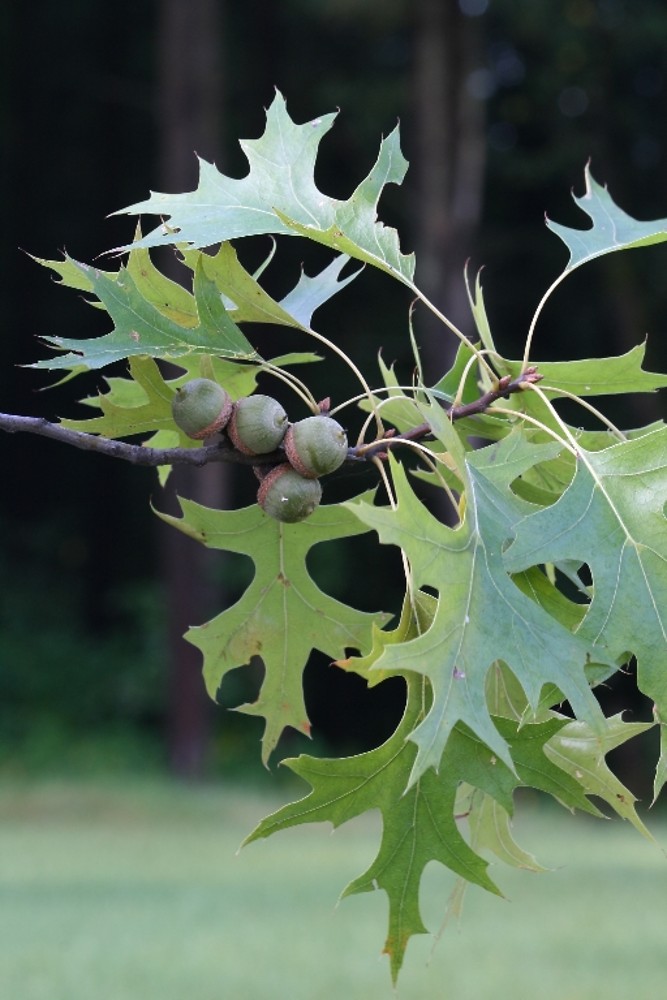 <p>Pin Oak</p>