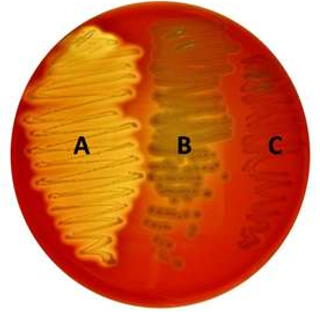 <p>Differential only; everything will grow</p><p>Based on hemolysis </p><p>— Alpha: incomplete hemolysis (greenish)</p><p>— Beta: complete hemolysis ( clear)</p><p>— Gamma: no hemolysis (no change) </p><p>Necessary for differentiating Streps</p>